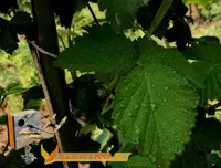 KADIOGLU Elektrojet YC102ECO toʻrtta chiqishli