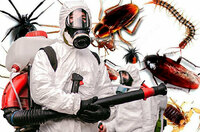 Дезинсекция