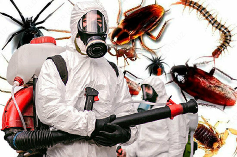 Дезинсекция