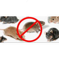 Дератизация - по запросу