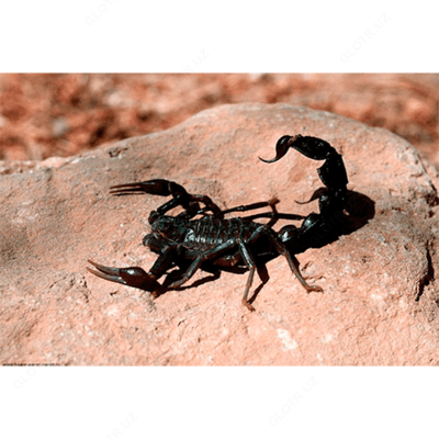 Дезинфекция от скорпионов - Цена по запросу