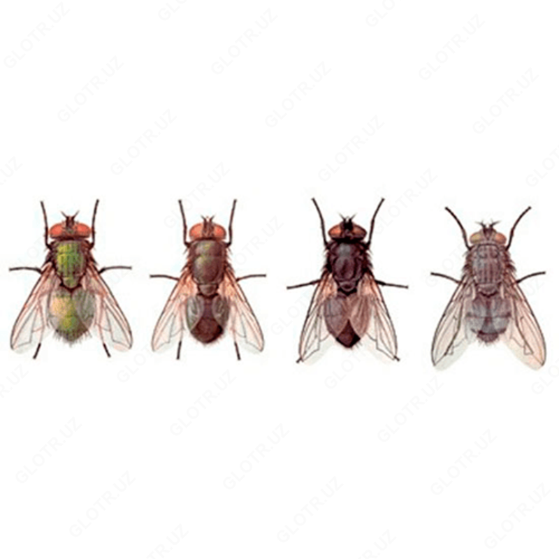 Дезинфекция от мух - по запросу