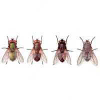 Дезинфекция от мух - по запросу