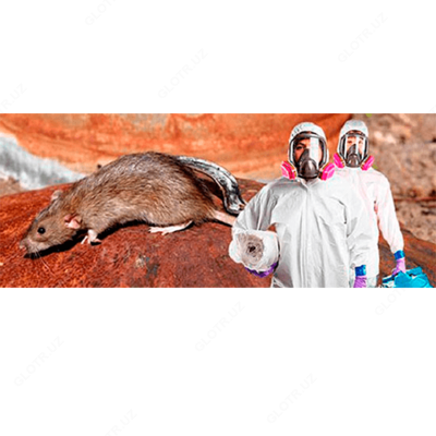 Дератизация от мышей и крыс