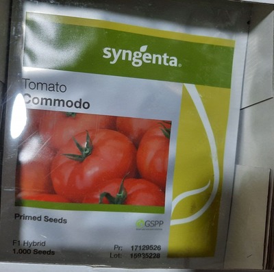 Pomidor urugi Dafnis