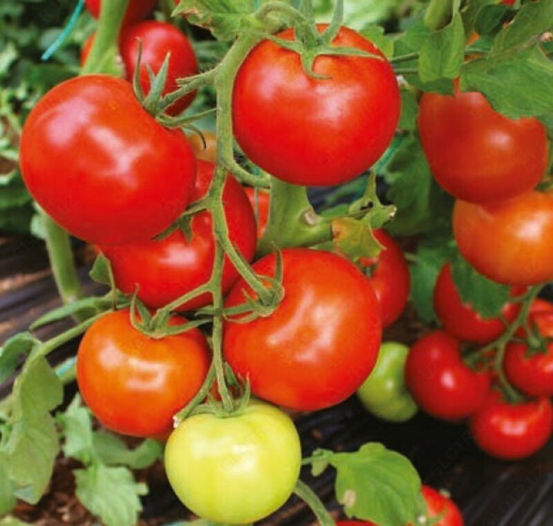 Семена томатов Commodo Torry Mamston Dafnis Dantina - Agro Central