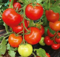 Семена томатов Commodo Torry Mamston Dafnis Dantina - Agro Central