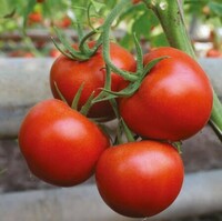 Agro Central - Семена томатов Commodo Torry Mamston Dafnis Dantina