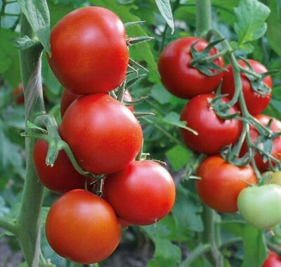 Семена томатов Commodo Torry Mamston Dafnis Dantina