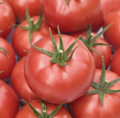 Семена томатов Commodo Torry Mamston Dafnis Dantina