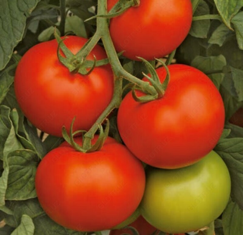 Семена томатов Commodo Torry Mamston Dafnis Dantina по запросу - Agro Central