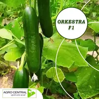 Семена огурцов