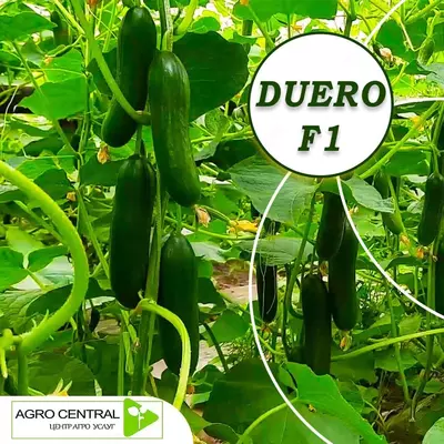 Bodring uruglari - Narx so&#039;rov asosida