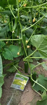 Narx so&#039;rov asosida Bodring uruglari