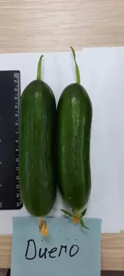 Bodring uruglari Ulgurji va chakana