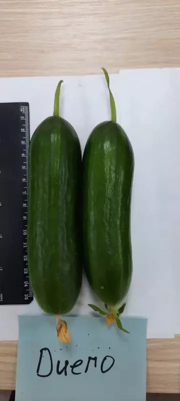 Семена огурцов Оптом и розница