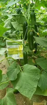 Bodring uruglari - Agro Central