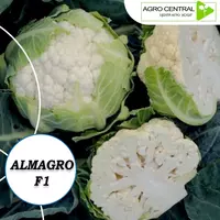 Цветная капуста "ALMAGRO"