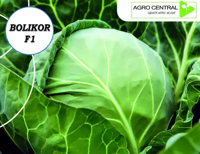 Семена капусты