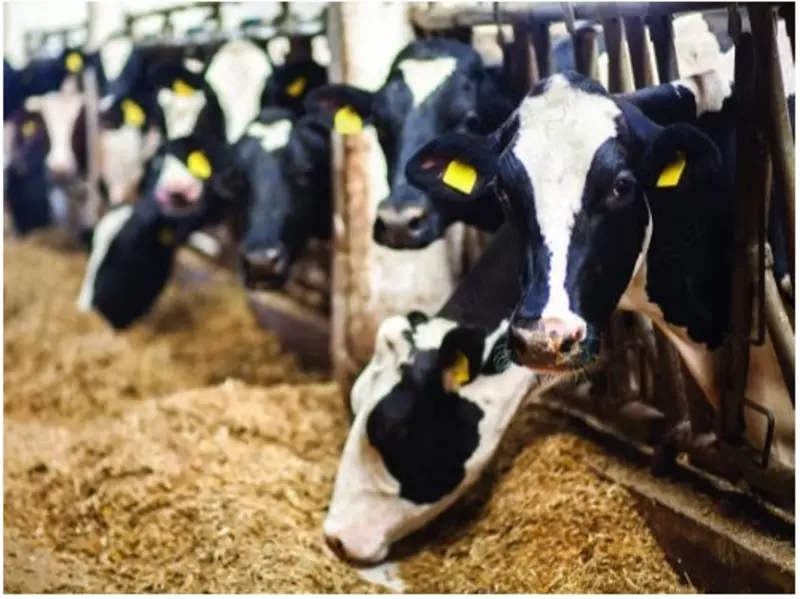 от {0} сум Вермикулит вспученный