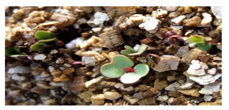 Вермикулит вспученный Оптом и розница