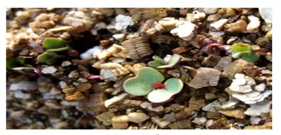 Shishirilgan vermikulit Ulgurji va chakana