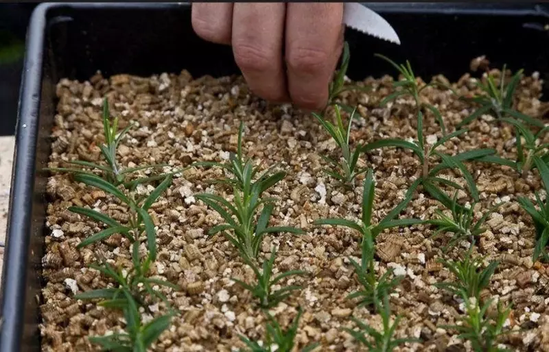 Вермикулит вспученный