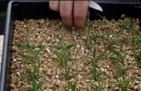 Shishirilgan vermikulit Ulgurji va chakana