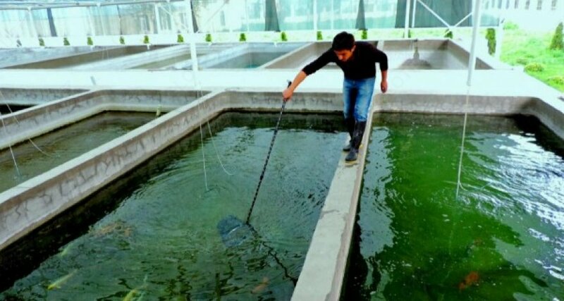 по запросу Рыбное хозяйство