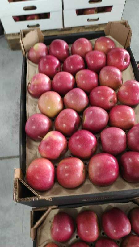 по запросу Яблоки оптом (более 4000 тонн)