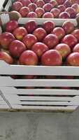 Яблоки оптом (более 4000 тонн) ООО « ВИРРАТЭК»