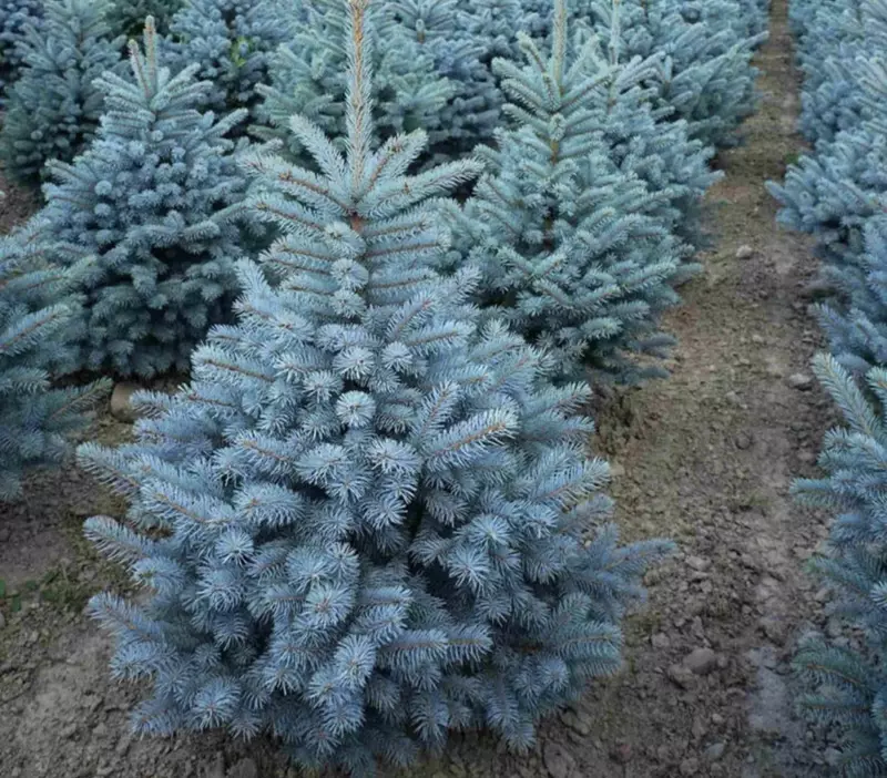 Голубой ель
