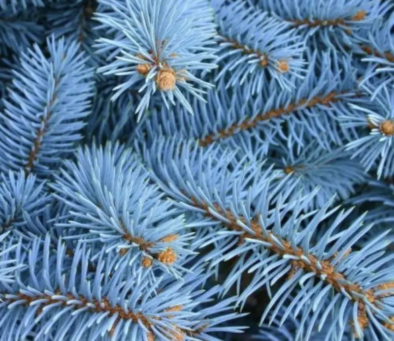  Голубой ель - 