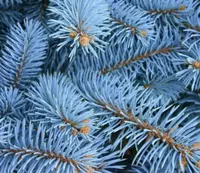  Голубой ель - 