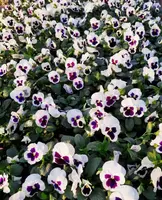 Виола - белый