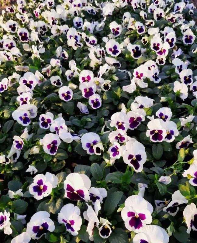 Виола - белый