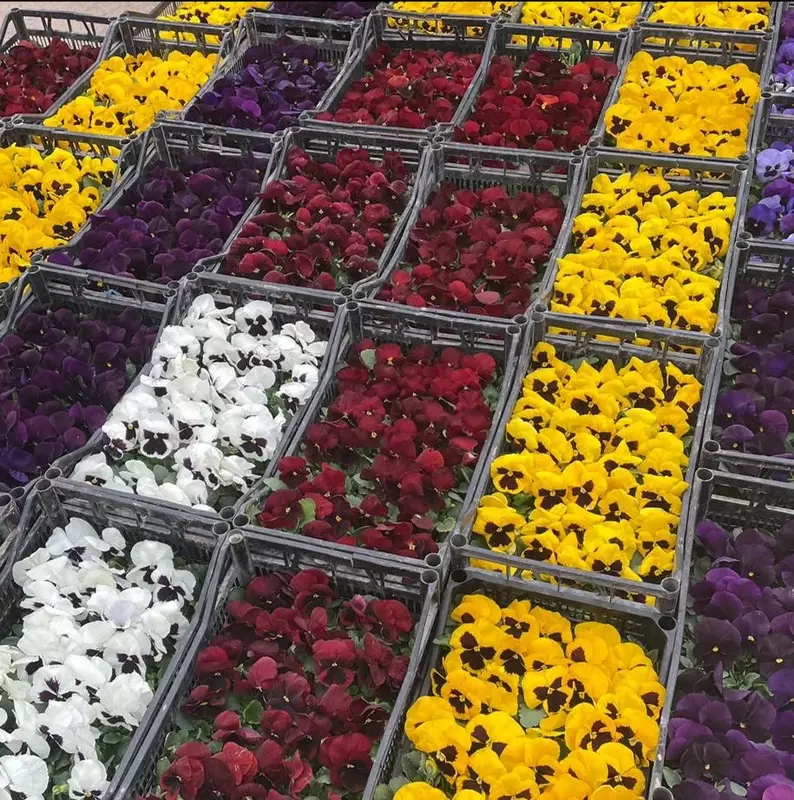  Виола - белый - 