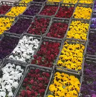  Виола - белый - 