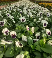  Виола - белый Только оптом