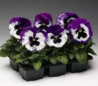 Виола виттрока Маммут F1