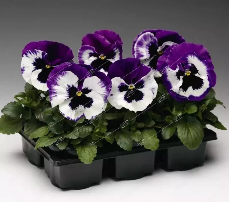 Виола виттрока Маммут F1