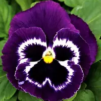  Виола виттрока Маммут F1 - 