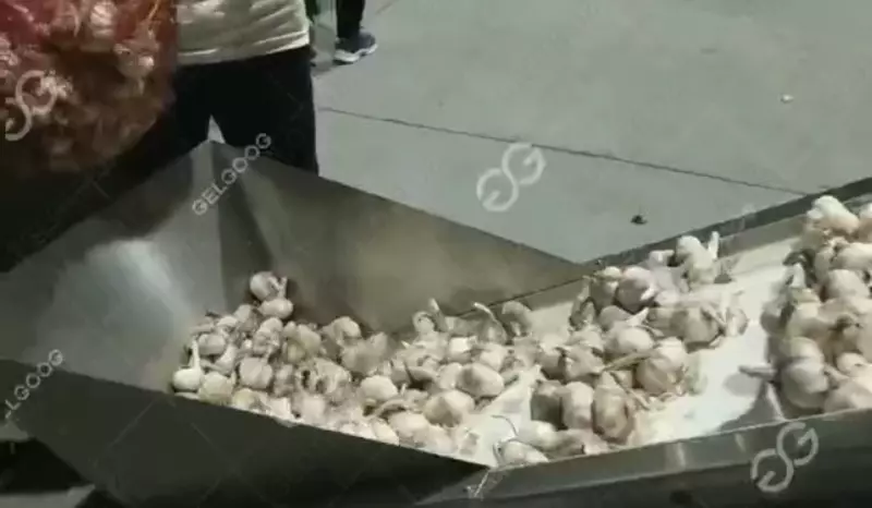   Машина для очистки чеснока