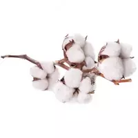  Семена овощных культур ГУП Центр по развитию семеноводства при Министерстве сельского хозяйства Республики Узбекистан