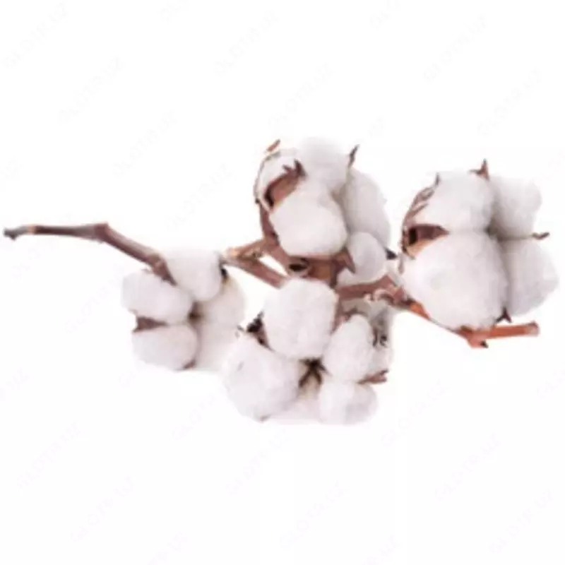  Семена овощных культур ГУП Центр по развитию семеноводства при Министерстве сельского хозяйства Республики Узбекистан