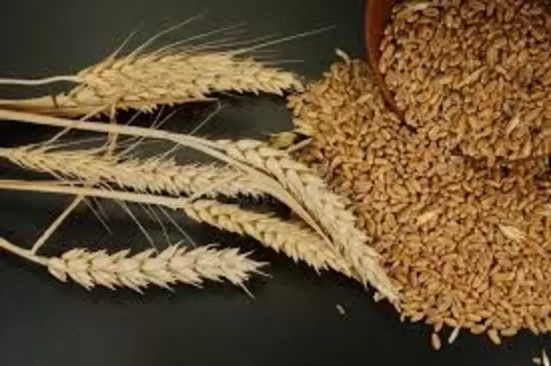  ГУП Центр по развитию семеноводства при Министерстве сельского хозяйства Республики Узбекистан - Семена овощных культур