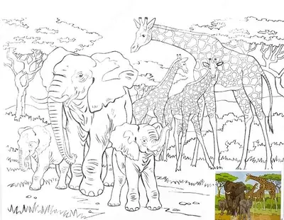 Холст на картоне с контуром Сонет "Слоны и жирафы"