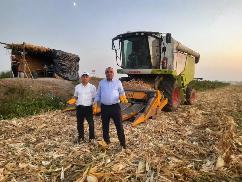 Семена кукурузы HYBRID - от {0} сум