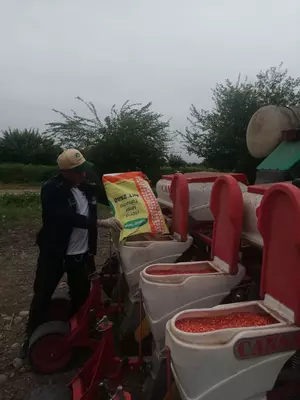 Семена кукурузы HYBRID Оптом и розница