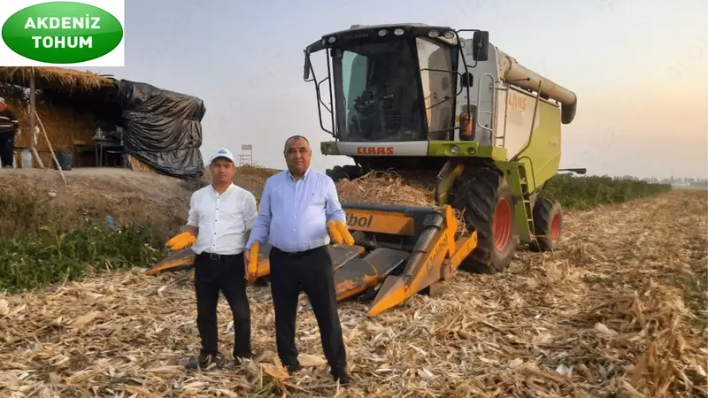 Семена кукурузы HYBRID - от {0} сум